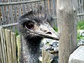 Čeština: Emu ve FaunaParku v obci Lipová-lázně v okrese Jeseník, Olomoucký kraj. English: Emu in the FaunaPark in the village of Lipová-lázně, Jeseník District, Olomouc Region, Czech Republic.