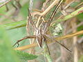 Eine Listspinne, Nursery Web Spider