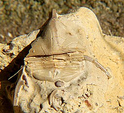 Fossil of the Ordovician trilobite Lonchodomas Lonchodomas mcgeheei CRF.jpg