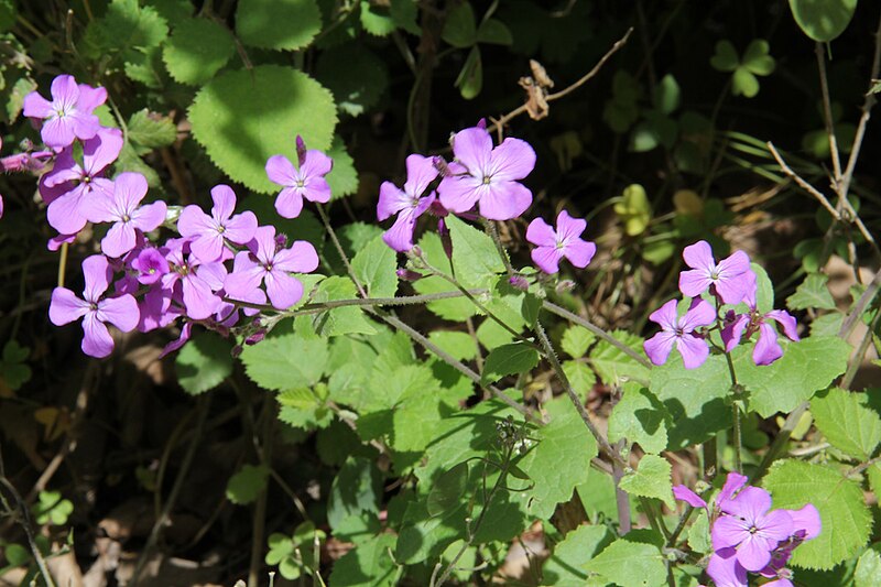 File:Lunaria annua pachyrhiza pm01.jpg