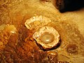 Luray Caverns - Fried Eggs