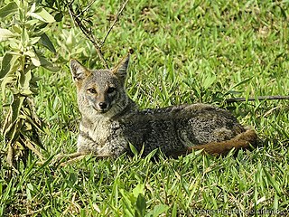 <span class="mw-page-title-main">Hoary fox</span> Species of carnivore