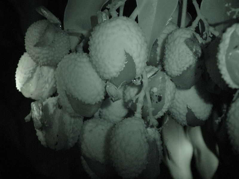 File:Lychee Mauritius06 Asit.jpg