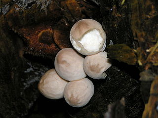 <i>Lycoperdon</i> Genus of fungi