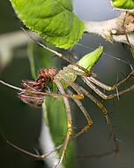 Wild Utah photos, descriptions and locations - Lynx Spider, Oxyopes, tan, 2  mm long, striped legs, long face