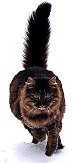 The Maine Coon is the largest domesticated cat breed. It has a distinctive physical appearance and valuable hunting skills. It is one of the oldest natural breeds in North America, specifically native to the state of Maine, where it is the official state cat.