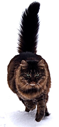 Maine Coon cat by Tomitheos.JPG
