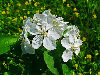 Malus sylvestris Flowers