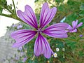 Malva sylvestris Malva común