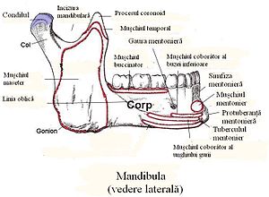 fosa mandibulara