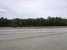 Mangrove Swamps Pulau Klang.JPG