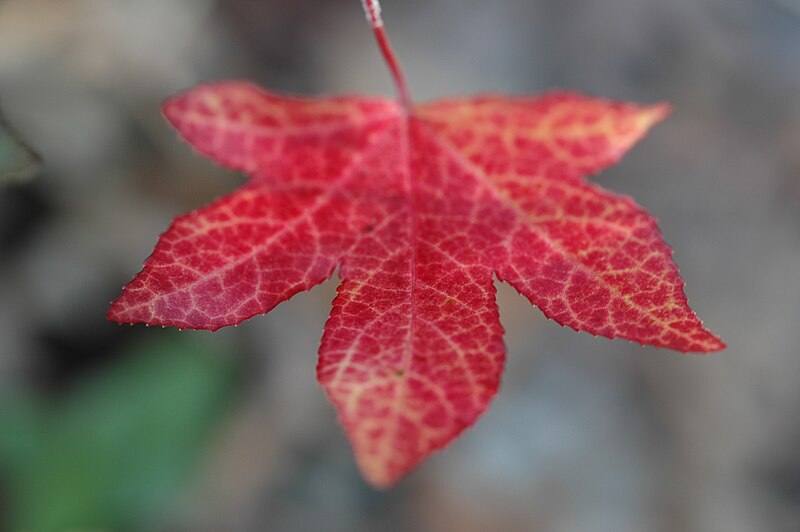 File:Maple Leaf with curious pattern.jpg