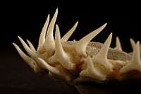 アオザメ(Isurus oxyrinchus)の顎歯
