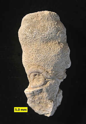 Matmor calcisponge Peronidella.jpg