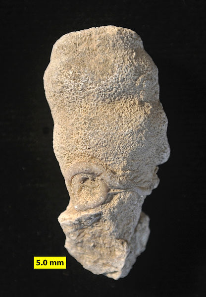 File:Matmor calcisponge Peronidella.jpg