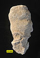 Peronidella, a calcisponge from the Matmor Formation (Callovian) of southern Israel.