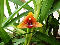 Description de l'image Maxillaria sp. (404143336).jpg.