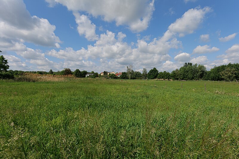 File:Meadow in Glindow 2022-05-25 06.jpg