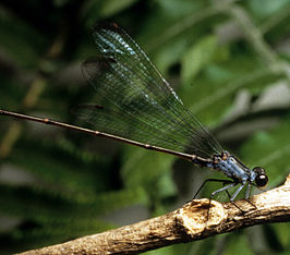 Megalagrion nesiotes