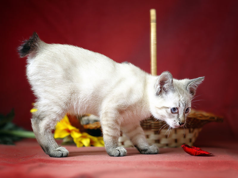 File:Mekong bobtail kitten lynx point.jpg