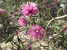 Melaleuca sclerophylla жапырақтары және гүлдері.jpg