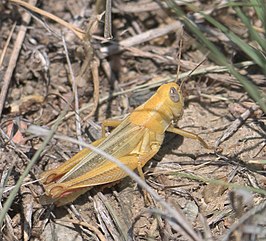 Melanoplus foedus