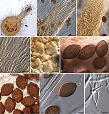 Melanospora (10.3897-mycokeys.44.29742) Figure 4.jpg