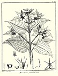 Melastoma grandiflora Aublet 1775 pl 160.jpg