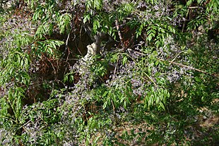 Melia-azedarach-flowers.JPG