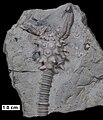 Melocrinites nodosus spinosus un crinoide spinosa con tronceta, de la devonian media