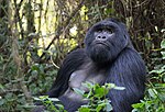 Mgahinga Gorilla National Park, Uganda (31467129021).jpg