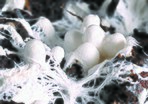 Micelio y carpoforos de champinon (cropped).JPG