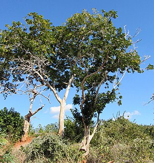 <i>Micklethwaitia</i> Genus of legumes