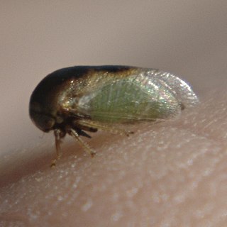 <i>Micrutalis</i> Genus of treehoppers