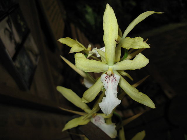 Miltonia flavescens – Wikipédia, a enciclopédia livre