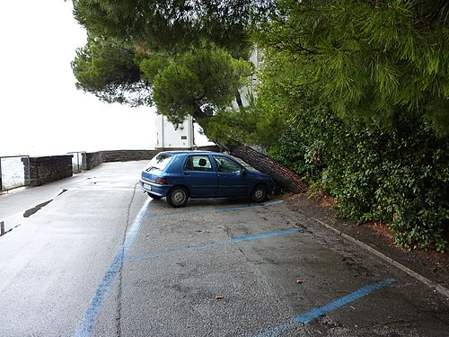 Trees covering parking lot near Miramare castle, Italy (no accident!)