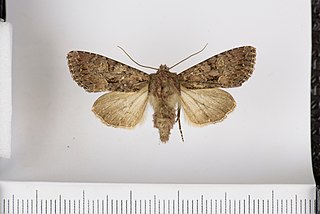 <i>Mniotype bathensis</i> Species of moth