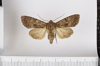 Mörkbrämat ängsfly, Mniotype bathensis