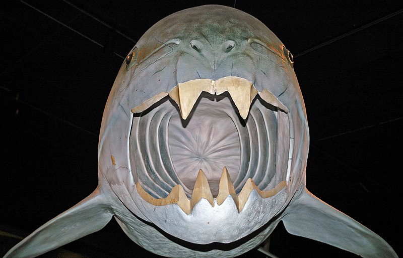 File:Model of Dunkleosteus terrelli (fossil placoderm) (Late Devonian; Cleveland, Ohio, USA) 5 (34098911911).jpg