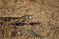 Jaszczurka jedząca jajo krokodyla w Parku Narodowym Katavi