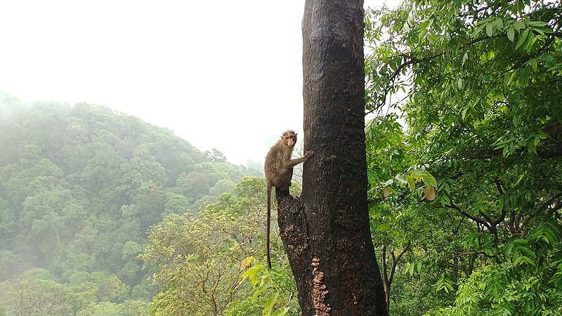 File:Monkey on Tree.jpg