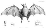 Thumbnail for Leach's single leaf bat