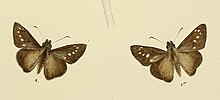 MooreDie Schmetterlinge von Ceylon Plate69 (Caltoris philippina).jpg