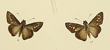 MooreThe Lepidoptera of Ceylon Plate69 (Caltoris philippina).jpg