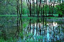 Riparian forest in Zahorie Protected Landscape Area in Slovakia Morava's flooded forest 03.jpg