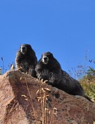 More marmots