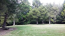 The flat tops of kahikatea forest in areas such as Murphy's Bush led to the name Flat Bush Murphy's Bush2.jpg