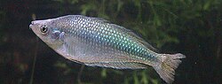 Thumbnail for Murray River rainbowfish
