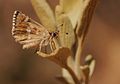 Muschampia proto - Large Grizzled Skipper butterfly.jpg