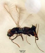 May 24: The fairyfly Myanmymar aresconoides in amber from Myanmar.